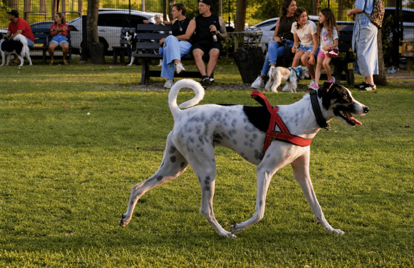 Paga $5.35: Parque de Perros