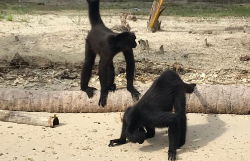 Paga $35: Pasadía en Isla Mamey