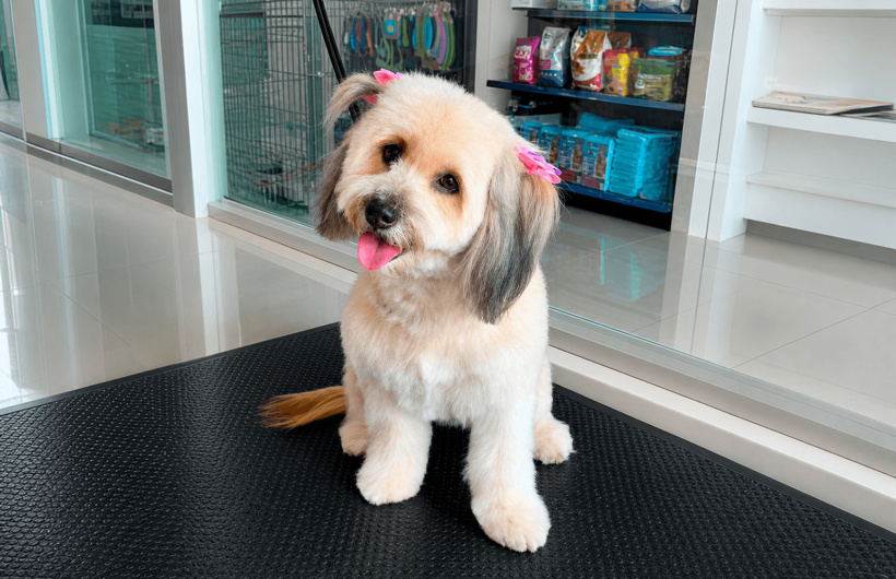 Desde $7: Baño y Guardería Para Perros