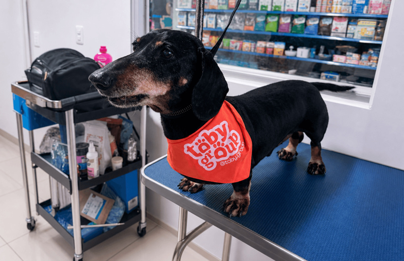 Desde $7: Baño y Guardería Para Perros