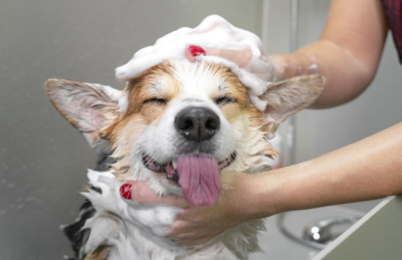 Desde $10: Consulta y Baño para Perros