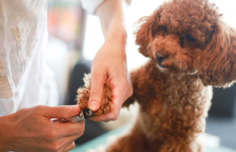 Desde $10: Consulta y Baño para Perros