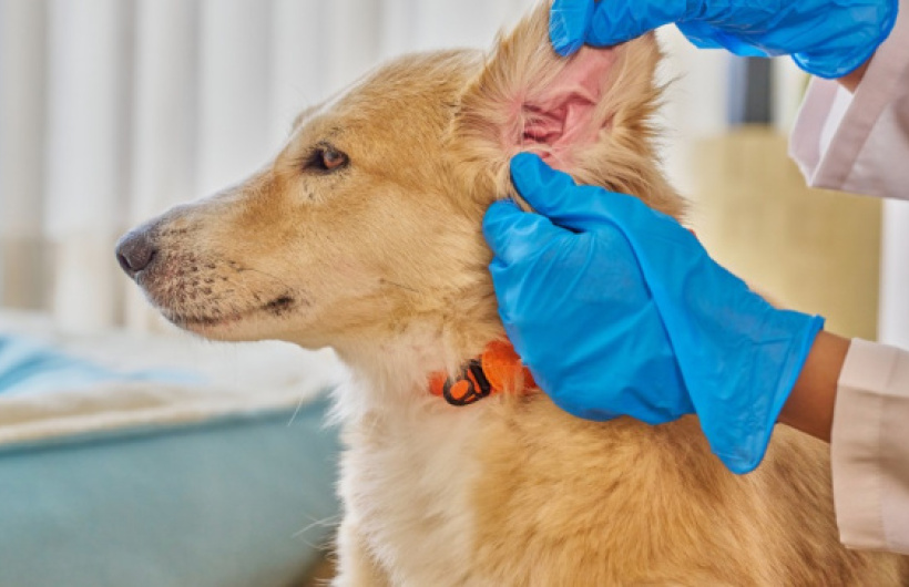 Desde $10: Consulta y Baño para Perros