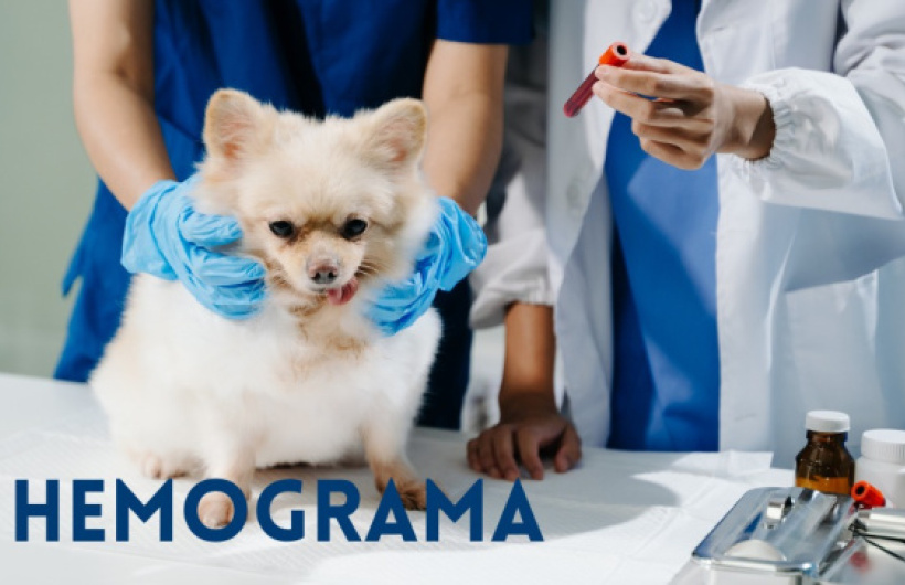 Desde $10: Consulta y Baño para Perros
