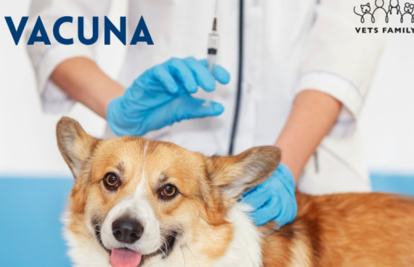 Desde $10: Consulta y Baño para Perros