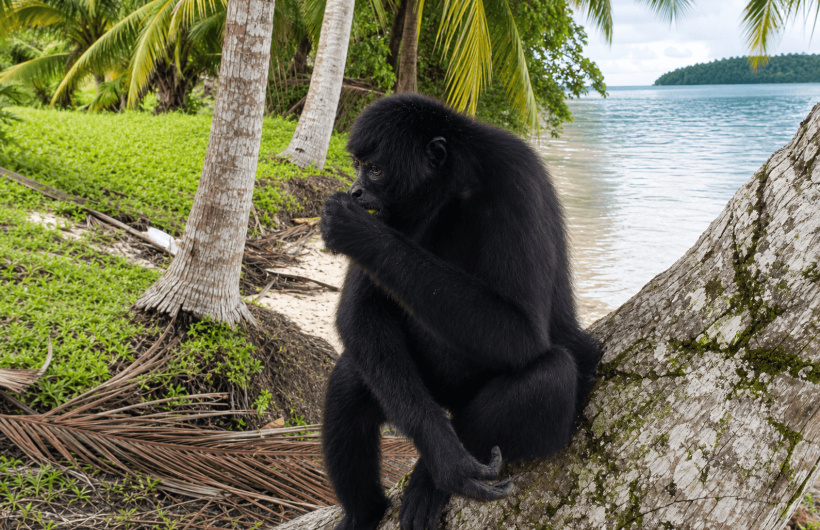 Paga $20: Tour a Isla Mamey