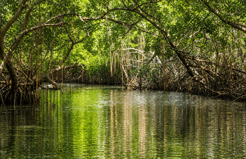 Paga $20: Tour a Isla Mamey