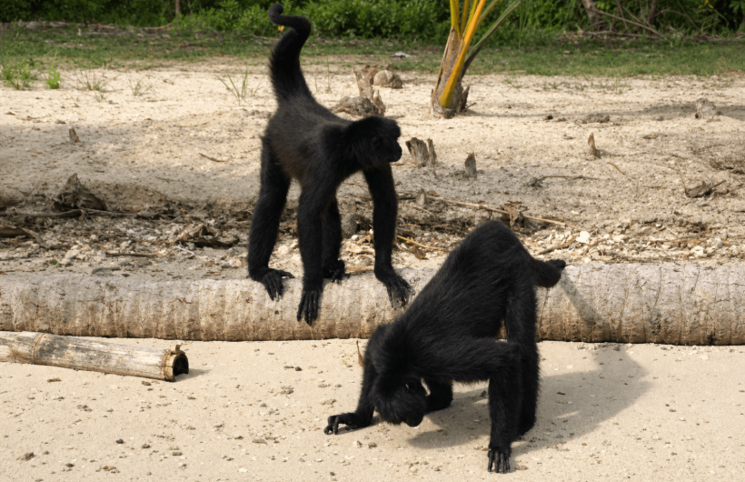 Paga $35: Pasadía en Isla Mamey