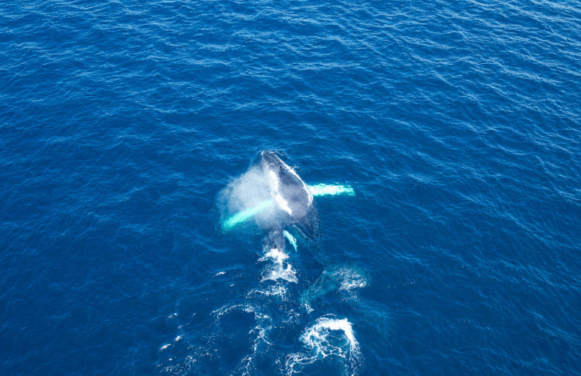Desde $75: Tour de Avistamiento de Ballenas