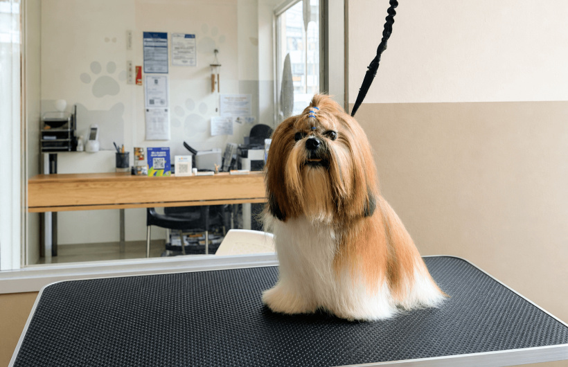 Desde $7: Baño y Guardería Para Perros