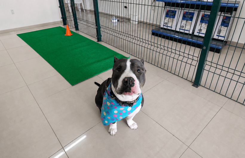 Desde $7: Baño y Guardería Para Perros